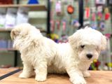 Pamuk Gibi Maltese Terrier Bebeklerimiz