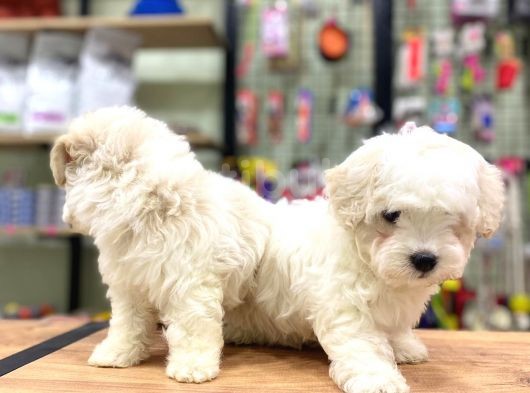 Pamuk Gibi Maltese Terrier Bebeklerimiz görsel
