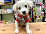 Sıfır Numara Terrier Bebeğimiz
