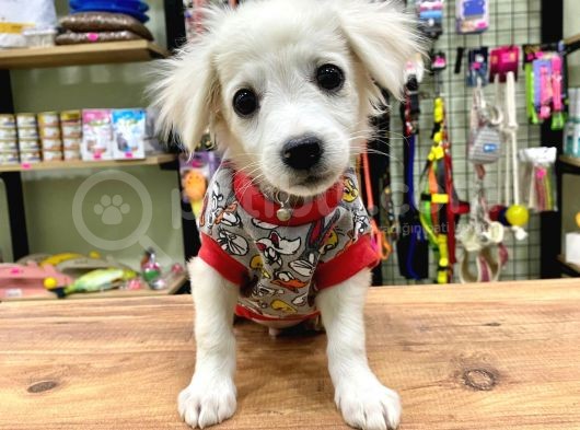 Sıfır Numara Terrier Bebeğimiz