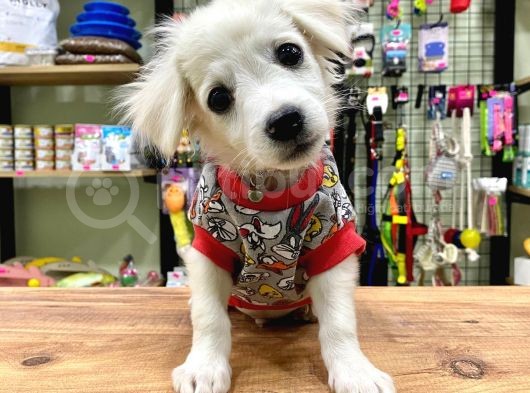 Sıfır Numara Terrier Bebeğimiz görsel