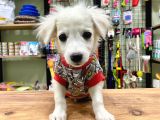 Sıfır Numara Terrier Bebeğimiz