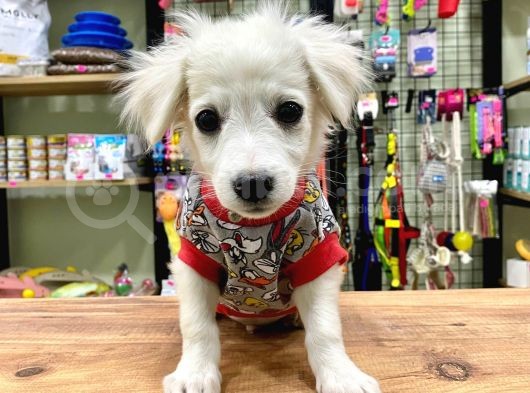 Sıfır Numara Terrier Bebeğimiz görsel