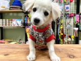 Sıfır Numara Terrier Bebeğimiz