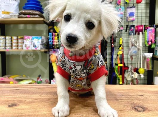 Sıfır Numara Terrier Bebeğimiz görsel