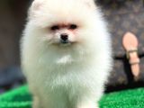 Xxxs Teddy Bear Pomerai̇nan Boo
