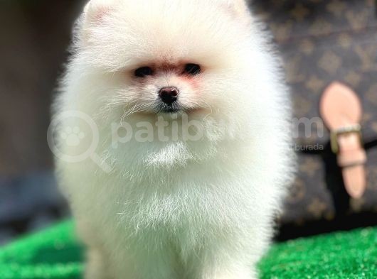 Xxxs Teddy Bear Pomerai̇nan Boo görsel