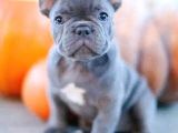 Blue French Bulldog Egzoti̇k Bebeği̇mi̇z