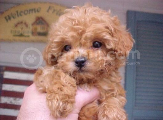 Oyuncu Apricot Toy Poodle Yavrular
