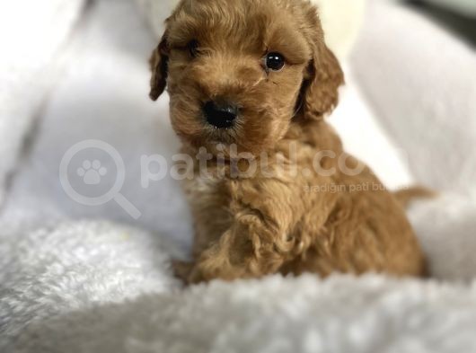Çeşi̇t Çeşi̇t Malti̇poo Bebekler görsel
