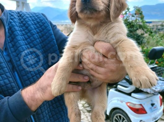 Bebek Yüzlü Kaliteli Golden Yavrular görsel
