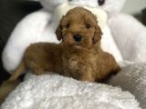 Çeşi̇t Çeşi̇t Malti̇poo Bebekler