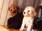 Orjinal Toy Poodle