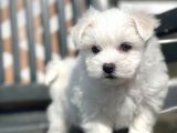 Kore Kan Maltese Yavrular