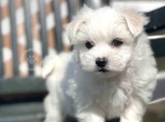 Kore Kan Maltese Yavrular