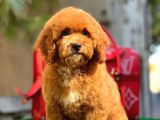 Xxs Red Brown Poodle