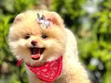 Safkan Pomeranian Boo Yavrularımız