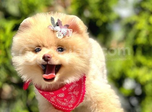 Safkan Pomeranian Boo Yavrularımız görsel