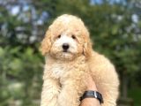 Party Colour Poodle Bebeği̇mi̇z Uygun