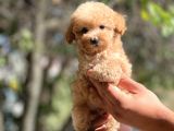 Show Kalite Poodle Bebekler