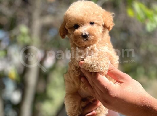 Show Kalite Poodle Bebekler