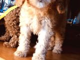 Orjinal Toy Poodle