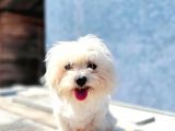 Maltese Yavru (Bursa Köpek Okulu)