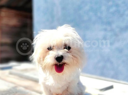 Maltese Yavru (Bursa Köpek Okulu) görsel