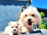Maltese Yavru (Bursa Köpek Okulu)