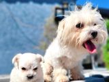 Maltese Yavru (Bursa Köpek Okulu)