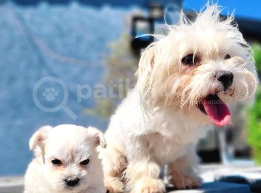 Maltese Yavru (Bursa Köpek Okulu) görsel