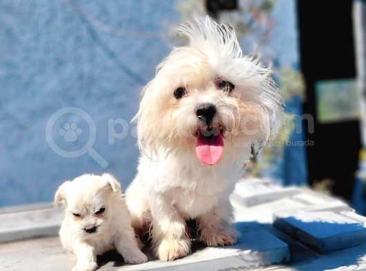 Maltese Yavru (Bursa Köpek Okulu)
