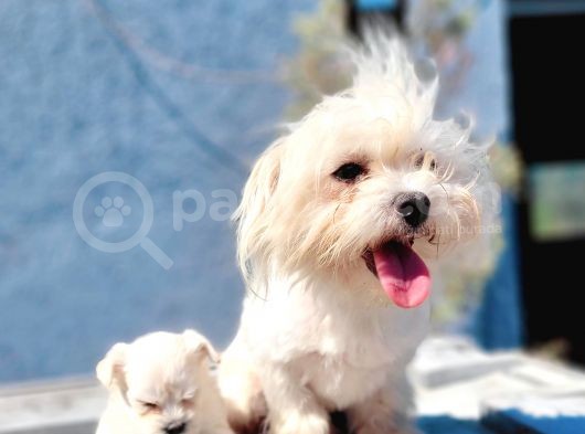 Maltese Yavru (Bursa Köpek Okulu) görsel