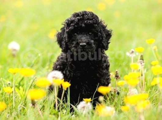 Si̇yah İnci̇ Toy Poodle Bebeği̇mi̇z görsel