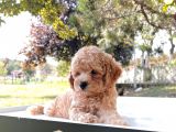 Safkan Toy Poodle Yavru