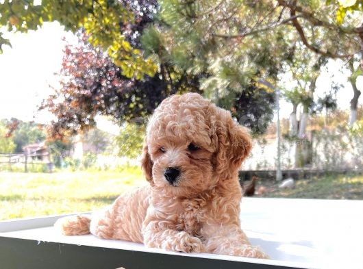 Safkan Toy Poodle Yavru görsel