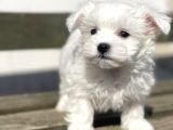 Kore Kan Maltese Yavrular