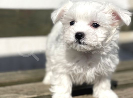 Kore Kan Maltese Yavrular görsel