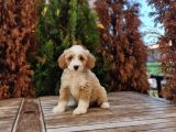 Cavapoo Yavru