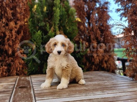 Cavapoo Yavru görsel