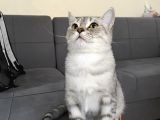 Britiş Shorthair  silver 