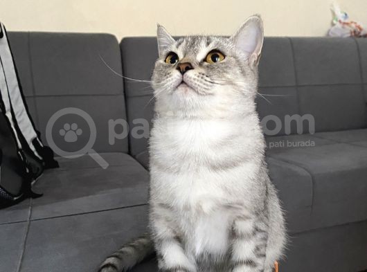 Britiş Shorthair  Silver 