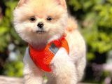 Safkan Pomeranian Boo Yavrularımız