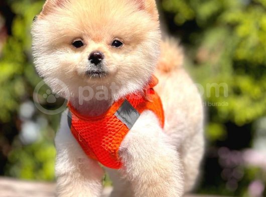 Safkan Pomeranian Boo Yavrularımız