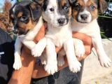 Jack Russel Yavrular