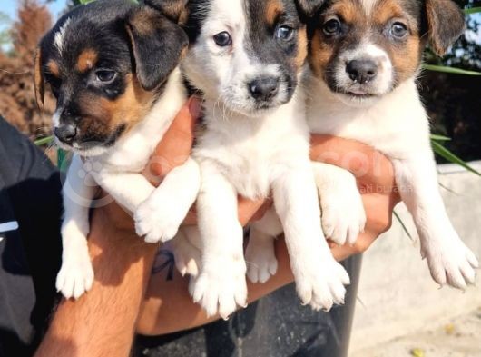 Jack Russel Yavrular görsel