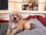 Apricot Toy Poodle Bebekler