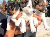 Jack russel yavrular