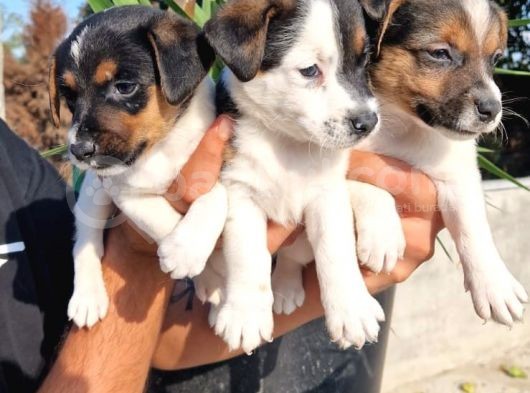 Jack Russel Yavrular