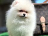 Xxxs Teddy Bear Pomerai̇nan Boo